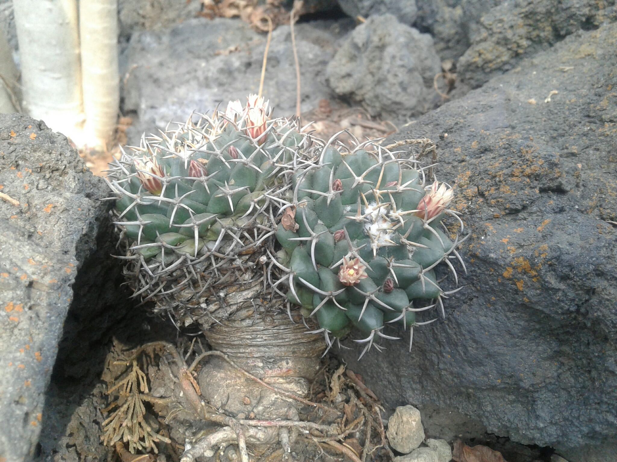 Mammillaria mammillaris